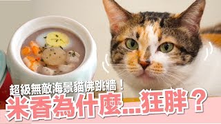 米香最近吃得不錯喔！貓佛跳牆！【貓副食食譜】好味貓鮮食廚房EP128