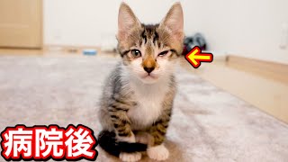 片目が開かなくなった子猫の病院後の様子。【保護猫】