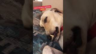 Waking Alan up gently out of a bad dream, poor baby! , Super Funny Dog Videos 🐼 🐶🐕 | DOG Face 狗ツ