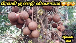 பீரங்கி குண்டு மரம் #பீரங்கி குண்டு விவசாயம் #நாகலிங்க பூ #நாகலிங்க மரம் #சல் மரம் # cannonball tree