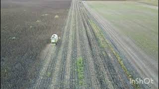 Claas Lexion in Action Bulgaria Sunflower Harvest