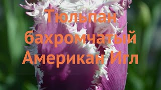 Тюльпан бахромчатая Американ Игл (tulipa) 🌿 обзор: как сажать, луковицы тюльпаны Американ Игл