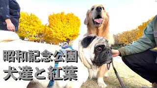 愛犬と昭和記念公園の紅葉に行ったら最高でした！【パグとゴールデンレトリバー】