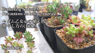 Precautions on how to replant Sedum Pachyphyllum［Succlents］