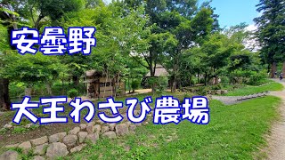 長野旅　大王わさび農場編