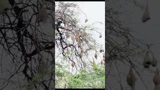 పిచ్చుకలు, పిచ్చుకల గూళ్ళు#Sparrows#Sparrow's Nest's