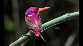 rarest bird in the world