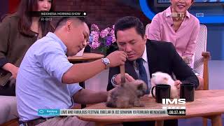 Lucu dan Imutnya Mini Pomerian, Anjing Mungil Berbulu Lebat