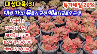 대성다육 (3) 연지곤지 5,000 펜텀골드 4,000 ~ 가격 착한 다육이 토스카넬리 5,000 ~