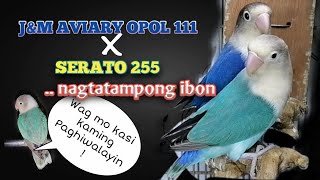 SERATO 255 X J\u0026M AVIARY OPOL 111 / nagtatampong african lovebirds