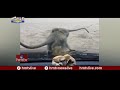 very funny monkey trying to steal bread piece insdie of car jordar news hmtv