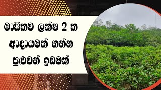 මාසිකව ලක්ෂ 2 ක ආදායමක් ගන්න පුළුවන් ඉඩමක්..Buy this land and get  2 laks income for a month..