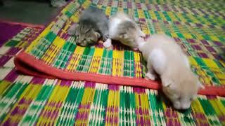 my meena kutty kittens