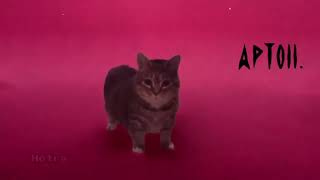 ROSÉ \u0026 Bruno Mars - APTOII. Feat. Cat meme