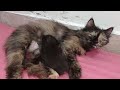 Recuse an Abandoned Kitten Crying for Help - Her mom left her Alone (BLACK KITTEN NEED HELP)