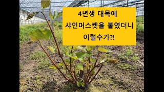 4년생 대목에 샤인머스켓을 접목했더니  // 이럴수가?!! /  포도가 심겨진 밭에는 이런 방법이 가능합니다