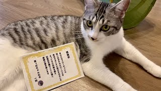 【検証】ローリエはルッコラを救えるのか🐱感謝状は誰の手に？！