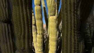 Cactus love ￼#desert #arizonabeauty #Tucsonbotanicalgardens #cactus