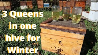 🔵3 Queen Insurance Hives. Full Inspection Nov 8.