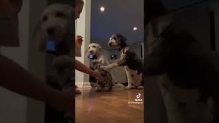 Those Funny Dogs