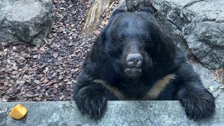 ウタちゃんクーちゃんの様子をお届け【‎2025年‎1月10日】【上野動物園】ツキノワグマ