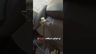 چی میشه اگر با انجین ی ماشین موتور ساخت 😨😨!! خلاقیت این جوون ایرانی  #موتور #موتورسنگین # #shorts