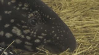 飛ぶように走るカナエちゃん　　Kanae walks and jump  マレーバク　多摩動物公園