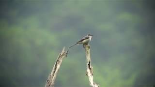 [4K] サンショウクイ（2）求愛給餌（新潟県胎内市と長崎県） - Ashy Minivet - Wild Bird - 野鳥 動画図鑑