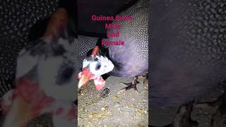 Guinea fowls male and female || how to know guinea fowls in male females #shortsvideo #male #female