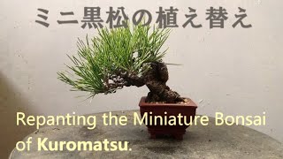 春嘉の盆栽工房　＃31　ミニ黒松の植え替え　Replanting  rhe miniature bonsai of Kuromatsu　【盆栽】【黒松】【植え替え】【bonsai】【repot】