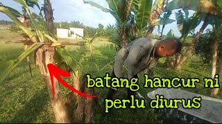 [Episod882] sakit mata tengok pokok musnah. pak long cuba clearkan pokok yang terjejas dimakan lembu