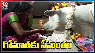 Seemantham Performed For Cow | Nizamabad District | V6 News