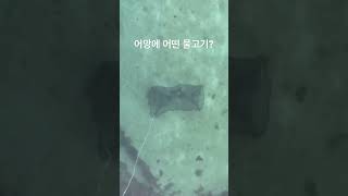 제주도 어망 던지기 어떤 물고기가 잡힐까? #jejuisland