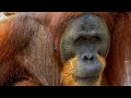 sumatran orangutan video