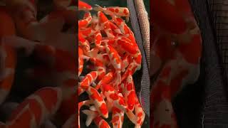 Ocean Animals Video  Most Beautiful Red Fish