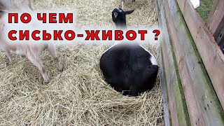 Сколько должна стоить коза?