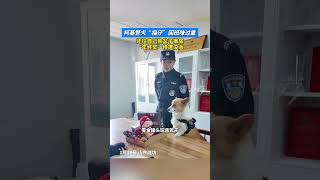 柯基警犬“福仔”因班味过重，还往自己狗盆子撒尿，“年终奖”惨遭没收 #柯基警犬福仔 