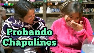 Sabores de Oaxaca en Pueblos P’urhépechas probando Chapulines en la Familia