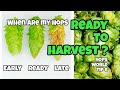 WHEN ARE MY HOPS READY TO HARVEST ?? HOPS WORLD TIP 8