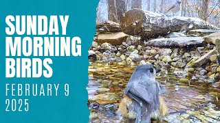 Fixing a Mistake at the Birds' Woodland Stream Water Feature