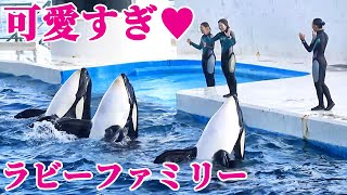 ラビーファミリーが可愛すぎた!! 鴨川シーワールド シャチショー KamogawaSeaWorld  orca killerwhale