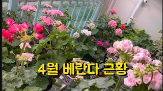 베란다 근황(4월23일)/ 풀친님께 선물받은 식물과 토분