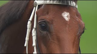 【浪琴表香港國際賽系列 3】香港瓶 騎練及馬評人點評 [2019 Longines HKIR series3] HK Vase previews