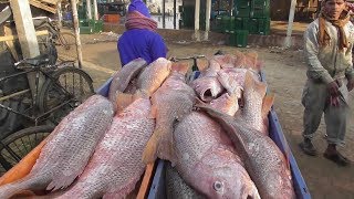 Indian Beautiful Big Fish ( Lali Bhola Bhetki ) | Fish Coming From Digha Mohana Sea Beach