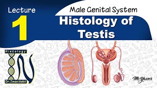 1a- Histology of Testis part1-Coverings of testis and spermatogenic cells-Male genital system