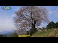 4k 菜の花と一本桜の絶景：馬場の山桜 mountain cherry blossoms in baba