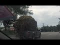 monkies on a coconut truck