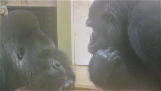 シャバーニと奥様のアイ 13  Shabani \u0026 wife Ai. gorilla