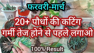 20+ पौधों की कटिंग गर्मी तेज होने से पहले लगाओ //100% Results.