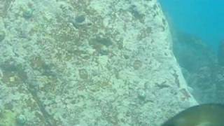 Fish Burping